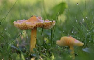 草地野蘑菇图片