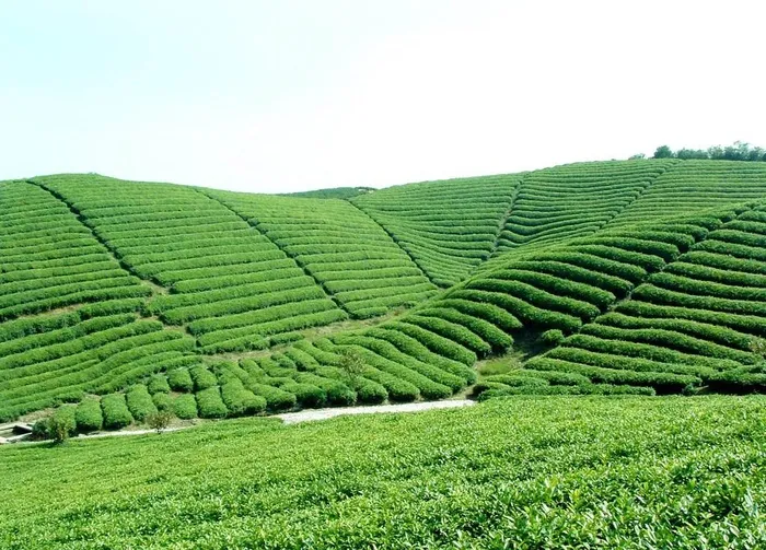 茶园茶叶图片