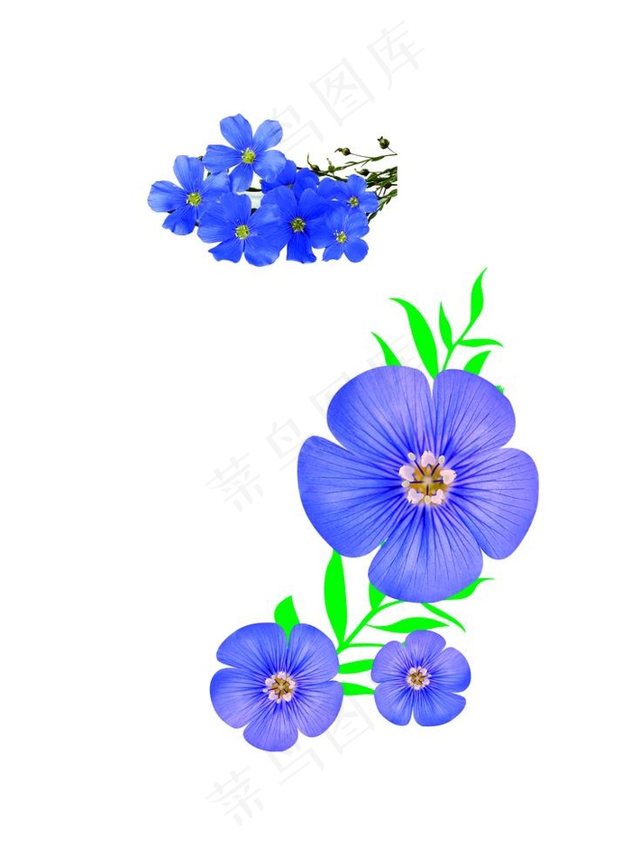 亚麻籽油花  图片