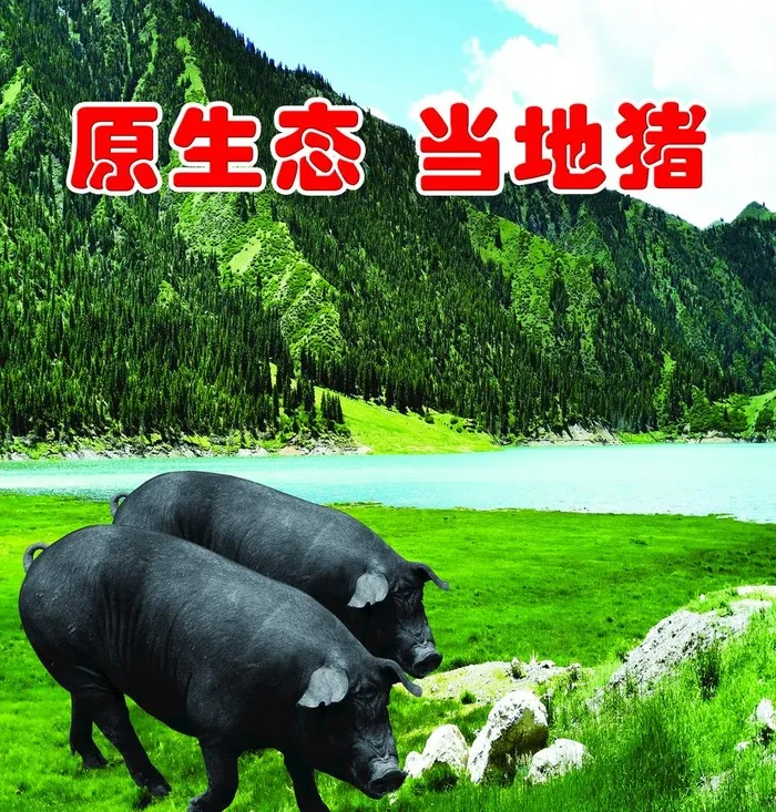 笨猪海报图片(2331x2520)psd模版下载