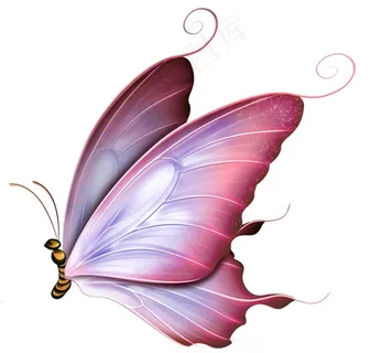 蝴蝶图片
