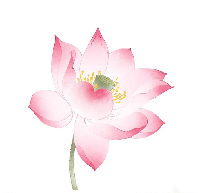 荷花荷叶素材图片(2000x2000)psd模版下载
