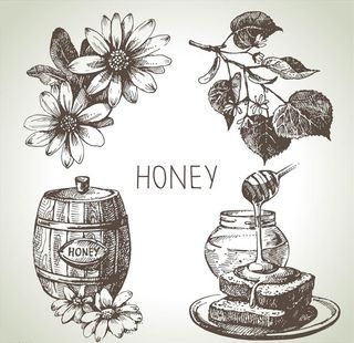 手绘花朵木桶蜂蜜矢量图下载图片