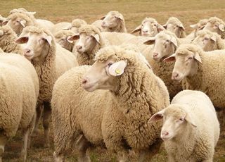 羊群绵羊养殖散养图片