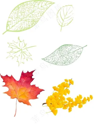 树叶枫叶纹路树叶底纹矢量图图片