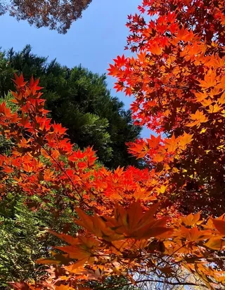 枫叶             图片