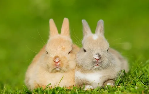 两只兔子坐在草地上图片