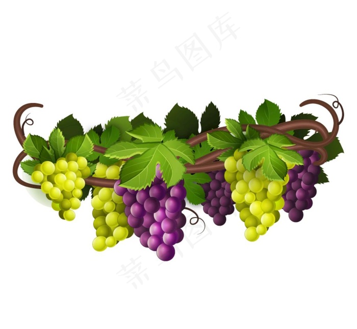 矢量葡萄图片