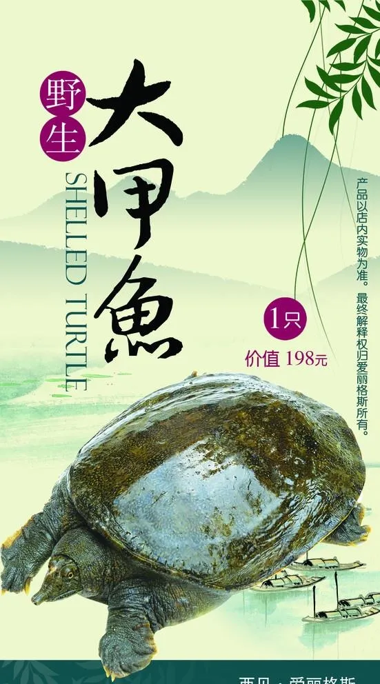 大甲鱼图片