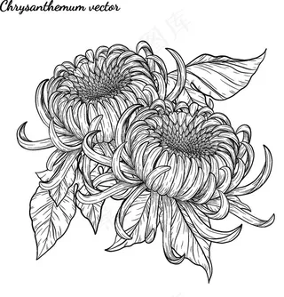 纯色绘画植物花朵图片