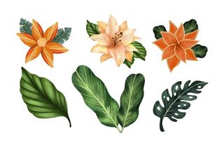 花卉 矢量花图片