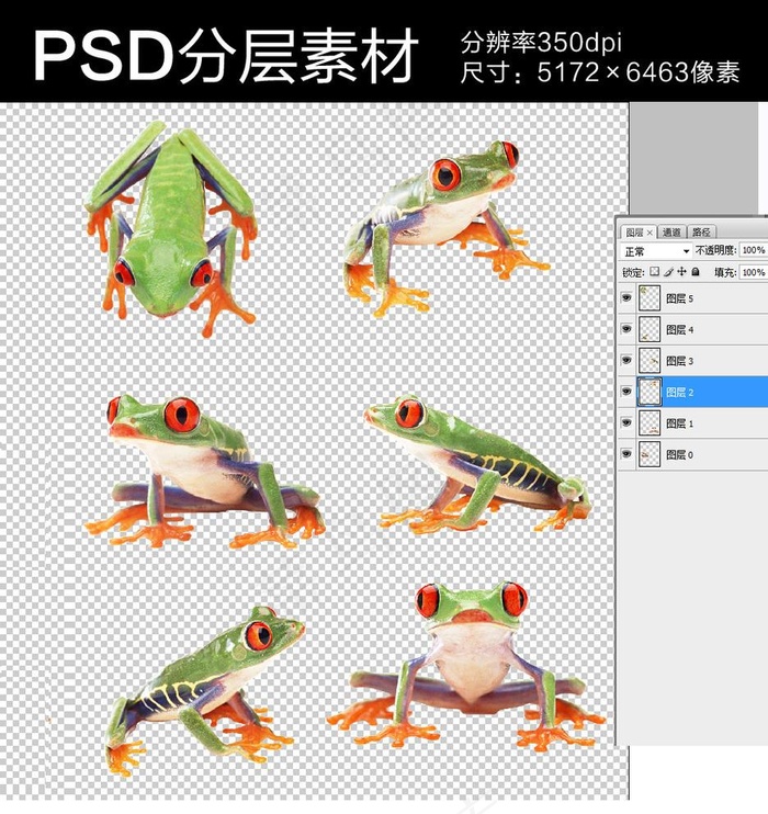 树蛙图片psd模版下载