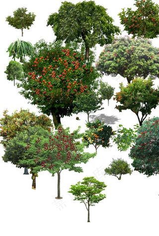 果树图片