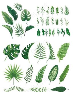 植物叶子图片