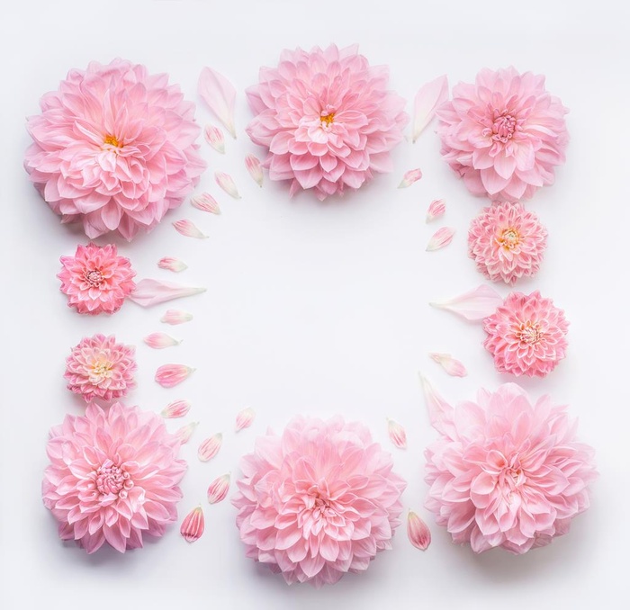 花朵图片