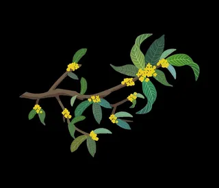 手绘桂花png免抠素材图片