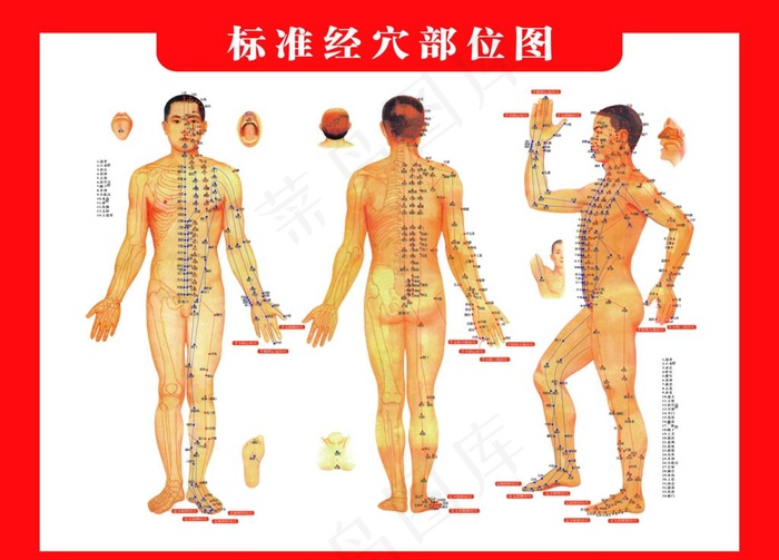 人体穴位图图片psd模版下载