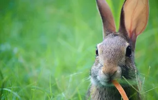 兔子图片