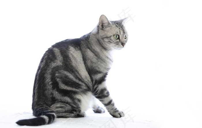 猫图片