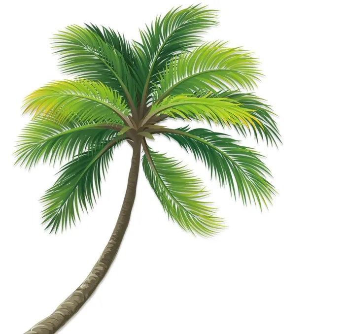 椰子树图片(1000x1000)psd模版下载