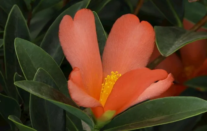 山茶花图片