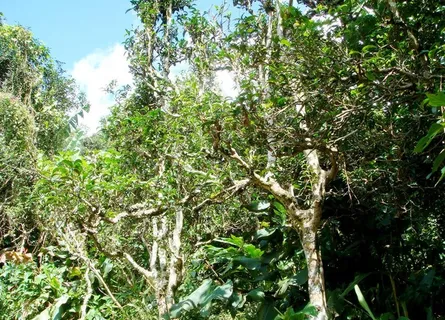 普洱茶园老普洱茶树图片 普洱茶园老普洱茶树图片