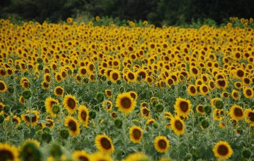 金色向日葵图片