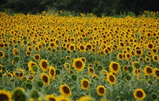 金色向日葵图片