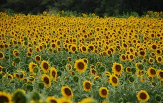 金色向日葵图片