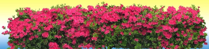 园林花坛 图片(4650x1250)psd模版下载