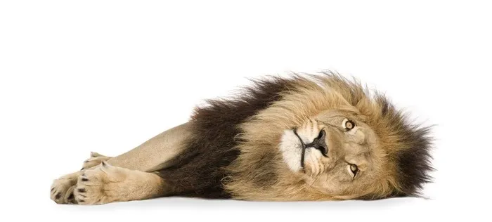 狮子             图片