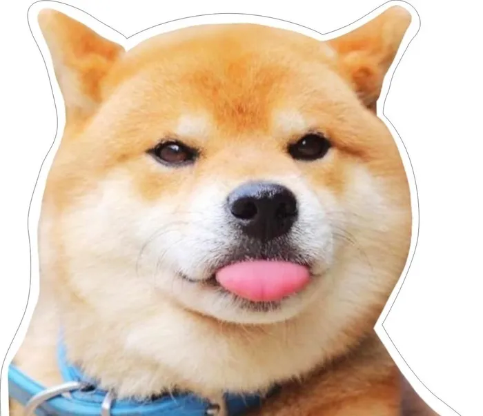 柴犬图片
