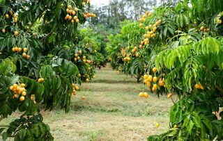 黄皮果园图片