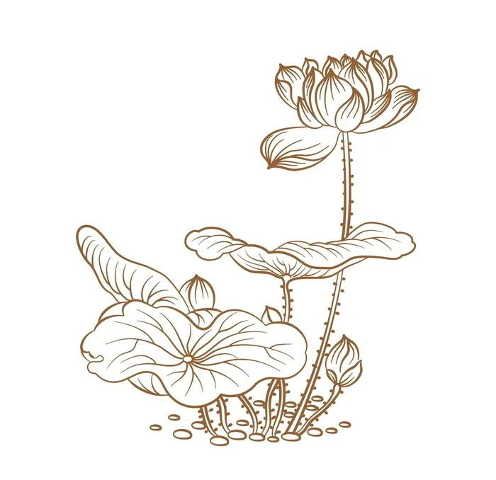 荷花图片ai矢量模版下载