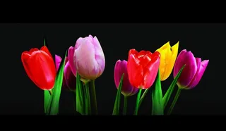 五彩郁金香图片