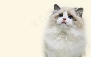 布偶猫图片