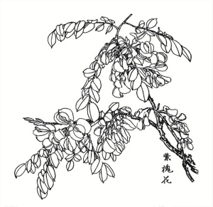紫槐花图片