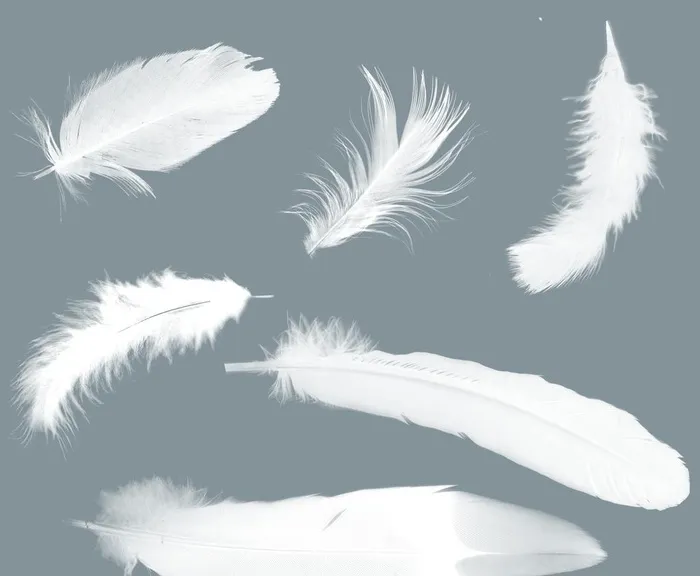 羽毛图片(2416x2065)psd模版下载
