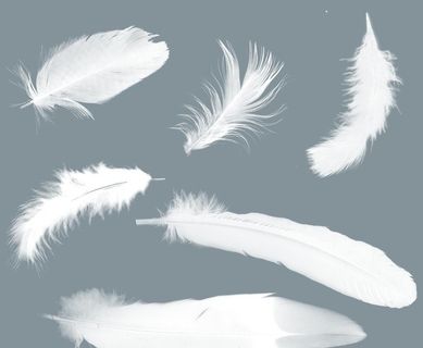 羽毛图片