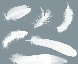 羽毛图片
