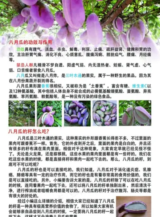 野生 水果 八月瓜 功效图片