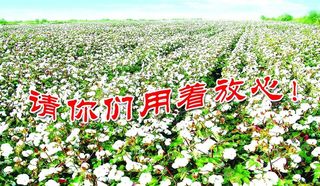 棉花名片图片