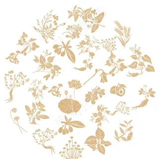 中药图片 中药图片