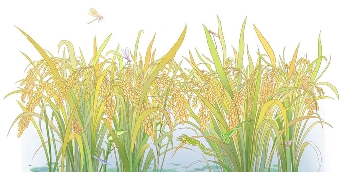 水稻图片