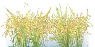 水稻图片