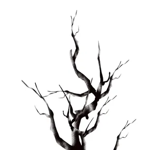 冬季植物树枝元素图片