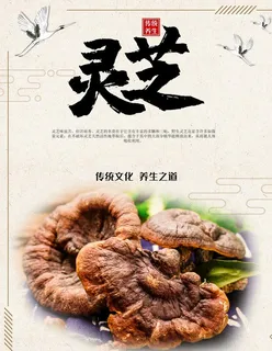 灵芝图片