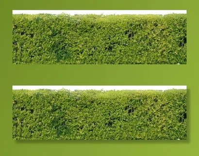 灌木丛图片 灌木丛图片