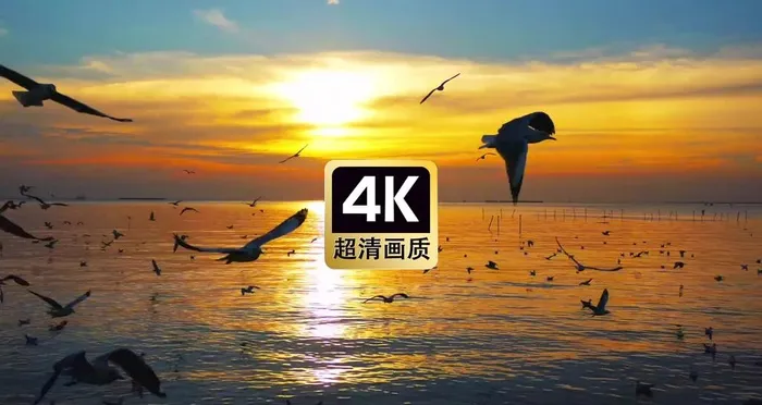 晚霞海面上飞翔的鸥鸟