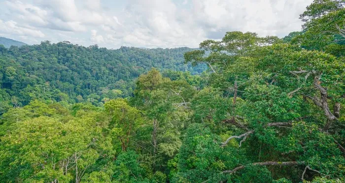 树林图片 树林图片